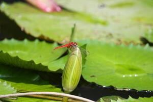 roze en wit lotus bloem en groen bladeren foto