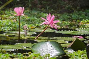 dichtbij omhoog visie van paar van roze Waterlelie in bloei drijvend Aan de meer foto