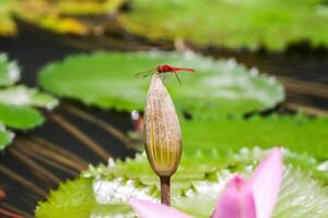 roze en wit lotus bloem en groen bladeren foto