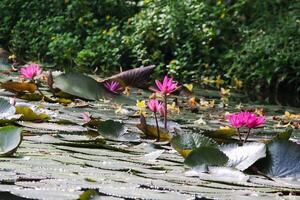 dichtbij omhoog visie van paar van roze Waterlelie in bloei drijvend Aan de meer foto