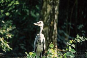 een reiger staat hoog te midden van de groen, haar grijs gevederte mengen met de wild milieu foto