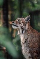 lynx staat met een attent staren, omhuld in van de natuur omarmen, een majestueus aanwezigheid in de wild. foto