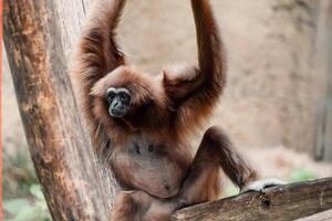 een gibbon lounges met armen opgevoed, een perfect symbool van zorgeloos ontspanning en oerwoud gymnastiek foto