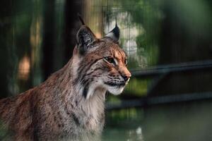 de lynx beeld straalt uit een stil kracht, getuft oren vangen de zacht licht temidden van een verstomd Woud foto