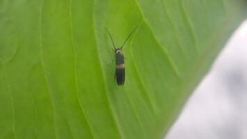 macro foto van klein insecten Aan bladeren