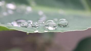 waterdruppels op een blad foto