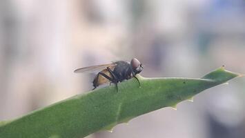 macro foto van klein insecten Aan bladeren