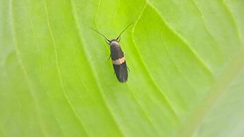 macro foto van klein insecten Aan bladeren