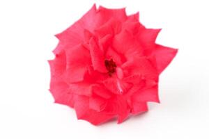voortreffelijk detailopname van rosa luciae franch bloem presentatie van haar ingewikkeld bloemblaadjes en tijdloos schoonheid. foto