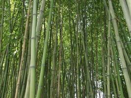 bamboe boom bambusoideae foto