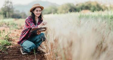 vrouw boer knielt in de tarwe veld, nemen aantekeningen in een notitieboekje, voorzichtig inspecteren de gewassen' ontwikkeling. foto