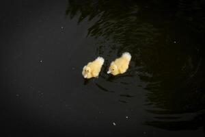 eend in natuurlijk wetland kleurrijk vogel schoonheid Aan sereen platteland foto