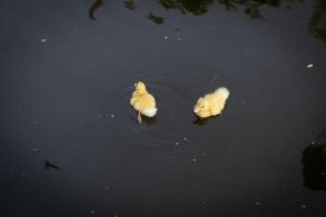 eend in natuurlijk wetland kleurrijk vogel schoonheid Aan sereen platteland foto