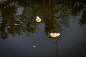 eend in natuurlijk wetland kleurrijk vogel schoonheid Aan sereen platteland foto