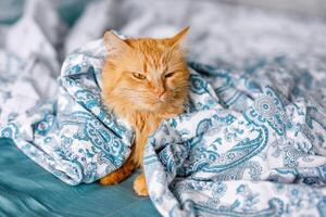 gember schattig pluizig kat leugens Aan de bed met een berkkleurig vel en een zacht, knus deken foto