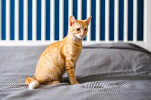 een rood haren weinig katje met reusachtig oren zit Aan een bed met een grijs deken en looks in de omgeving van foto