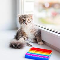 een met hangende oren kat katje leugens Aan de vensterbank en Toneelstukken met een kinderen speelgoed- popit foto