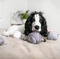 speels spaniel puppy bezighoudt met kleurrijk wollen ballen Aan bed foto