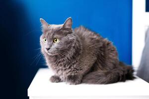 een rokerig grijs en heel pluizig kat zit Aan de nachtkastje tafel in de buurt de lamp Aan een blauw achtergrond foto