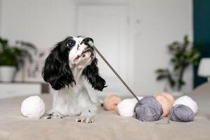 nieuwsgierig spaniel puppy geneugten in wollen speelgoed Aan bed foto