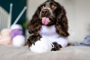 hond Russisch bruin spaniel aan het liegen Aan de bed en spelen met ballen van kleurrijk wollen draden foto