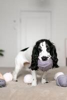 nieuwsgierig spaniel puppy geneugten in wollen speelgoed Aan bed foto