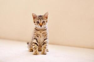 een weinig gestreept katje zit Aan een knus beige bankstel en staart met groot ogen. huis comfort concept foto