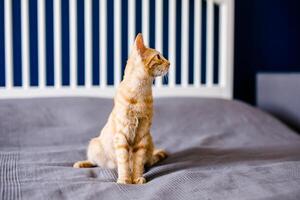 een rood haren weinig katje met reusachtig oren zit Aan een bed met een grijs deken en looks in de omgeving van foto