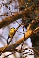 blauw tit Aan een Afdeling in een boom Bij zonsondergang. vogel soorten vink. kleurrijk vogel foto