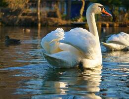 dempen zwaan zwemmen Aan de water. groot wit vogel. elegant met geweldig gevederte foto