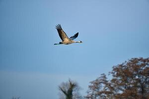 kranen vlieg in de blauw lucht in voorkant van bomen. migrerend vogelstand Aan de schat. dieren in het wild foto