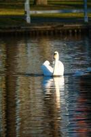 dempen zwaan zwemmen Aan de water. groot wit vogel. elegant met geweldig gevederte foto