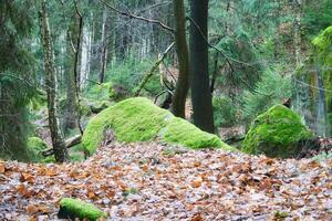 met mos bedekt zandsteen met klein Spar bomen Aan de steen in de Saksisch Zwitserland foto