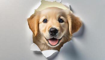 golden retriever pup foto