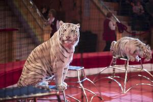 wit tijger presteert in een circus dichtbij omhoog foto