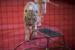 wit tijger presteert in een circus met een trainer foto