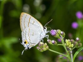 vlinder en bloem. foto