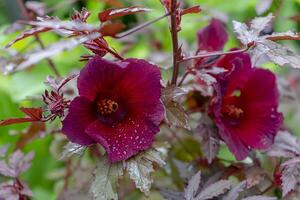 dichtbij omhoog van veenbes hibiscus bloem foto