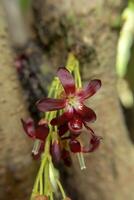 dichtbij omhoog bilimbing bloem foto