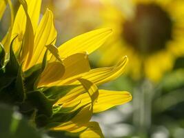 dichtbij omhoog zonnebloem. foto