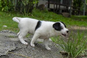 terug en wit baby hond foto