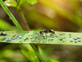 mier zijn zorgzaam voor de larven van bladluizen. foto