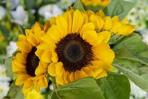 dichtbij omhoog bloemen in de bruiloft foto