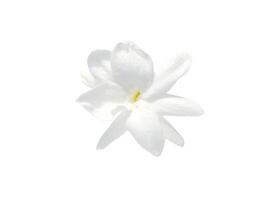 dichtbij omhoog van jasmijn bloem. foto