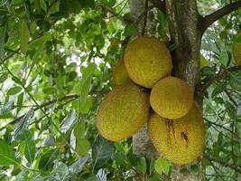 groep van jackfruit Aan boom. foto