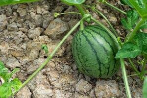 dichtbij omhoog van jong watermeloen fruit. foto