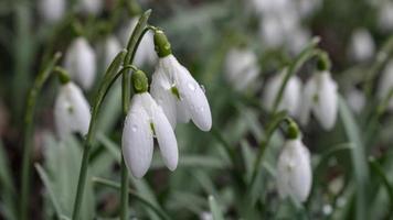 jonge sneeuwklokjes met dauwdruppels. lente elegante sneeuwklokjes in bokeh foto