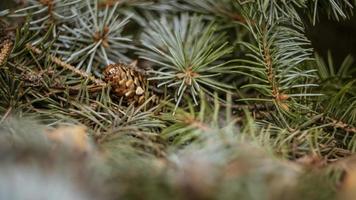 dennenboom brunch close-up. oppervlakkige focus. foto