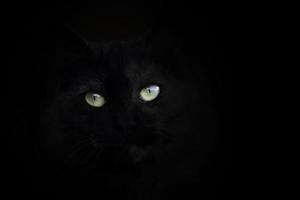 kattenogen op zwarte achtergrond foto