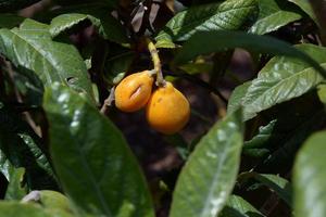 mispel van japan.japanese mispelstruik met rijp fruit. foto